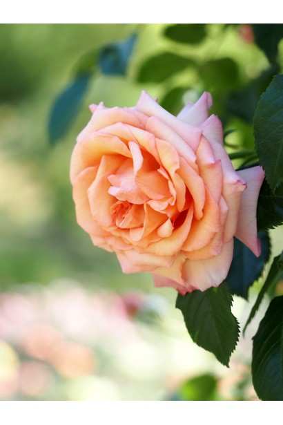 Rosa climber ’Barock’